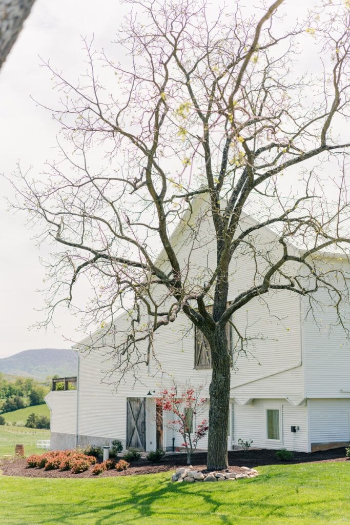 A leafless tree stands gracefully in front of a white barn-like structure at Sky Ridge Farm, surrounded by green grass, shrubs, and mountains. The serene setting of this beautiful wedding venue makes for an unforgettable backdrop.
