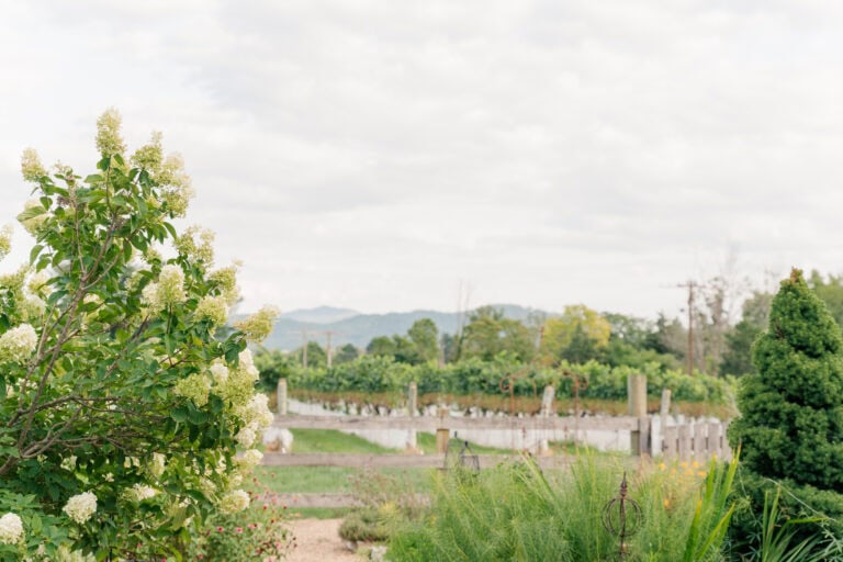 A picturesque summer garden wedding unfolds with flowering bushes in the foreground, rows of grapevines in the background, and distant mountains under a cloudy sky—a perfect setting captured by an Afton wedding photographer.